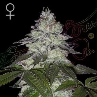 Milky Dreams cannabis seeds