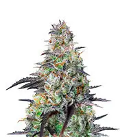 Mimosa Cake cannabis seeds