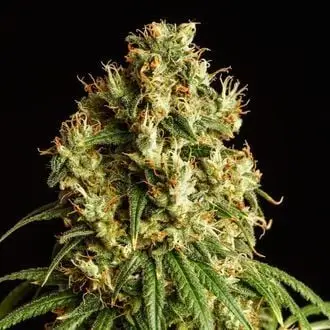 Mimosa Dream cannabis seeds by Kannabia