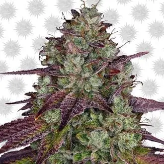 MIMOSA EVO cannabis seeds