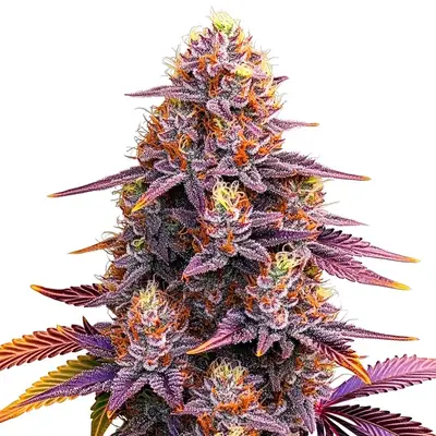Mimosa F1 cannabis seeds