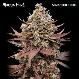 Mimosa Punch cannabis seeds
