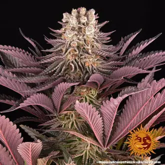 Mimosa x Orange Punch cannabis seeds by Barney's Farm