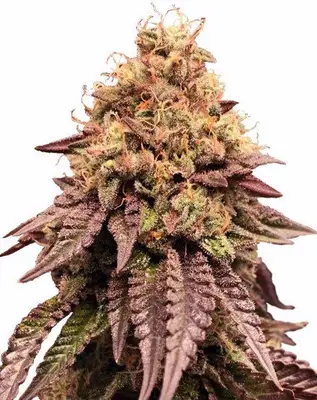 Mimosa cannabis seeds