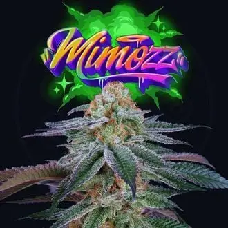 Mimozz cannabis seeds by Perfect Tree