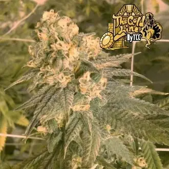 Mint Milano cannabis seeds by Cali Connection