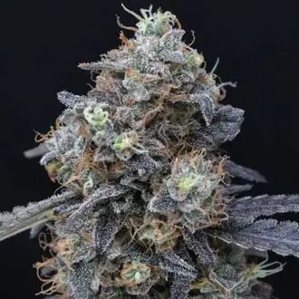 Minty Grape Kush cannabis seeds by Pure Instinto