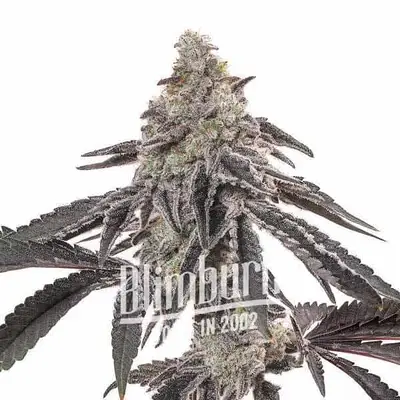 Miracle Alien Cookies 1 cannabis seeds