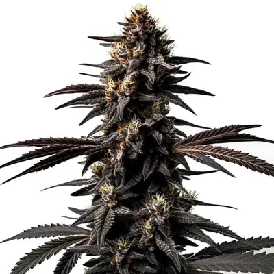 Miracle Alien Cookies cannabis seeds