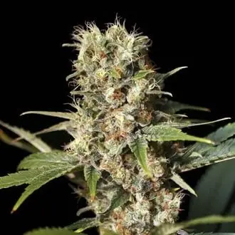 Missing In Barcelona cannabis seeds