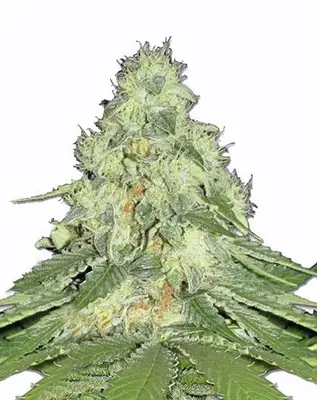 Misty cannabis seeds