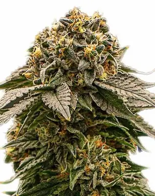 MK Ultra cannabis seeds