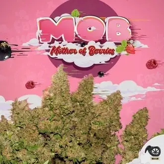 MOB cannabis seeds by T.H. Seeds
