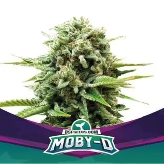 Moby-D cannabis seeds by BSF Seeds