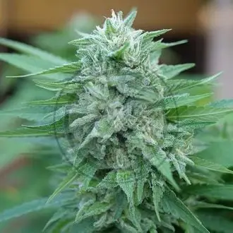 Moby Delicious cannabis seeds by Delicious Seeds