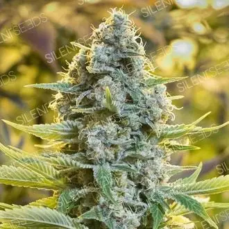 Moby Dick cannabis seeds by Silent Seeds