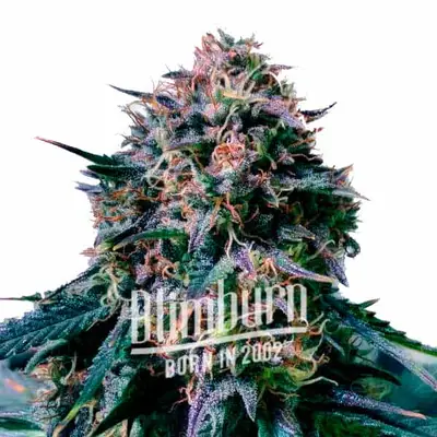 Moby Plant cannabis seeds by Blimburn Seeds