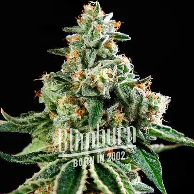 Moby x Do-Si-Dos cannabis seeds by Blimburn Seeds