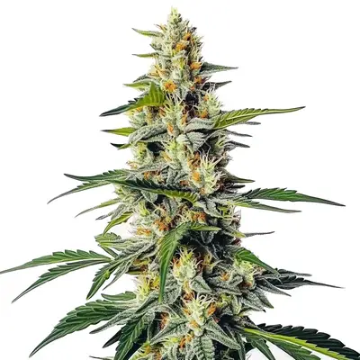 Moby cannabis seeds