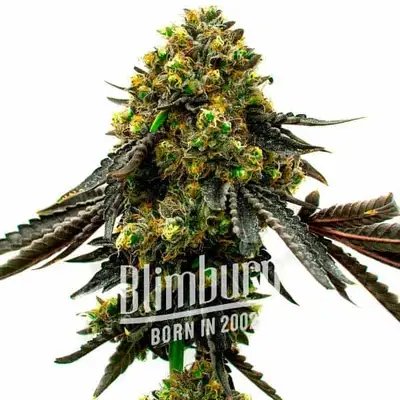 Mochalope x Do-Si-Dos cannabis seeds