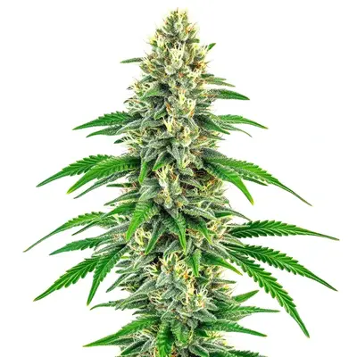 Mochalope cannabis seeds by Blimburn Seeds