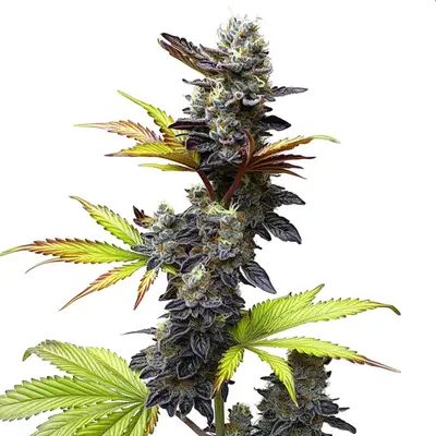 Mochi Gelato cannabis seeds