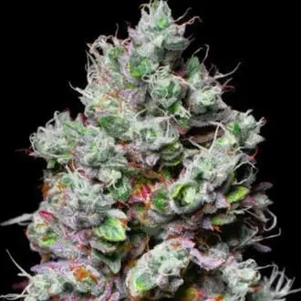 Mochi cannabis seeds by Pure Instinto
