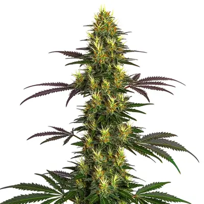 Mohan Ram cannabis seeds by Blimburn Seeds