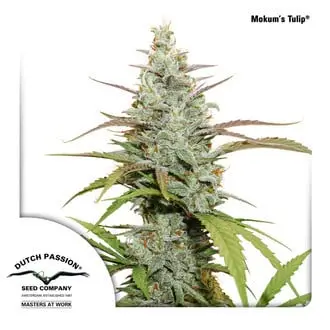 Mokum's Tulip (Feminized) cannabis seeds by Dutch Passion