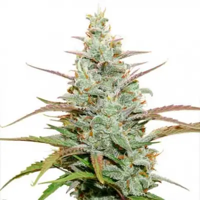Mokum’s Tulip cannabis seeds by Dutch Passion