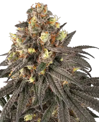 Molotov cannabis seeds