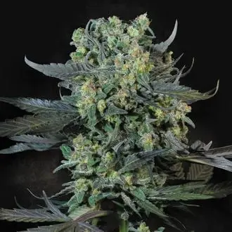 Momo cannabis seeds by Paradise Seeds