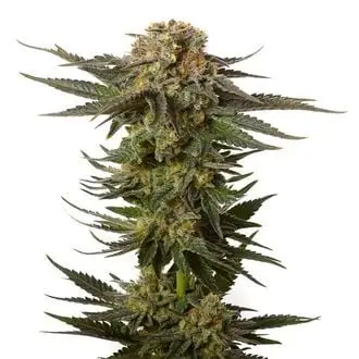 Moncherry cannabis seeds by Amsterdam Genetics