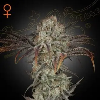 Money Maker cannabis seeds by Strain Hunters