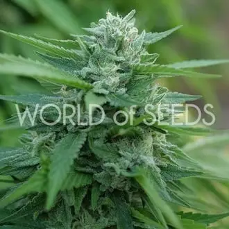 Mongolia THC Free cannabis seeds