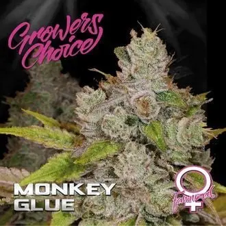 Monkey Glue cannabis seeds