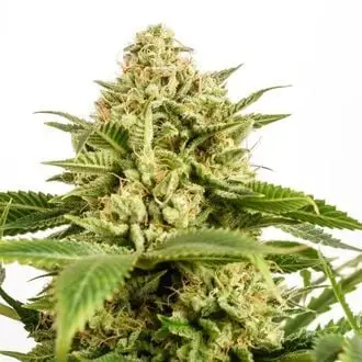 Monkey Grease cannabis seeds by Kannabia
