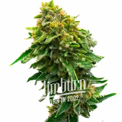 Monkey OG cannabis seeds by Blimburn Seeds
