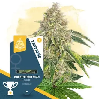 Monster Bud Kush cannabis seeds