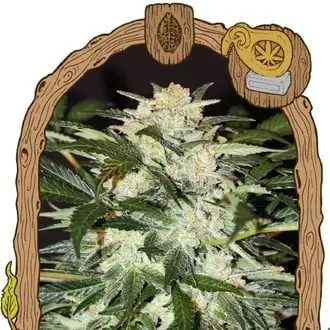 Monster Mash cannabis seeds by Exotic Seed