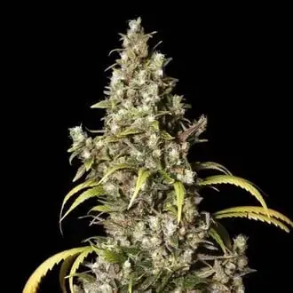 Monster cannabis seeds by EVA Seeds
