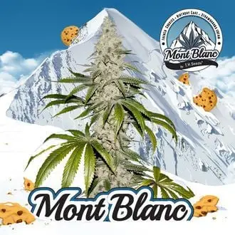 Mont Blanc cannabis seeds