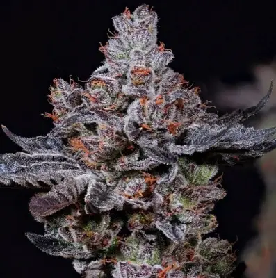 Mookie B R1 cannabis seeds