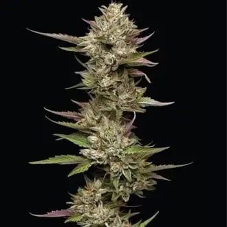Moon Fog cannabis seeds by Humboldt Seed Company