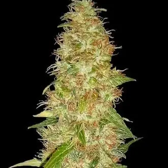 Moon Walker Kush cannabis seeds by Spliff Seeds