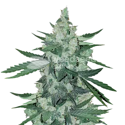 Moonshine Cookies cannabis seeds
