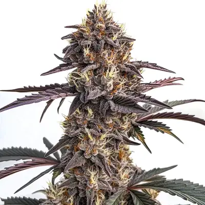 Moonshine Cookies cannabis seeds by Blimburn Seeds