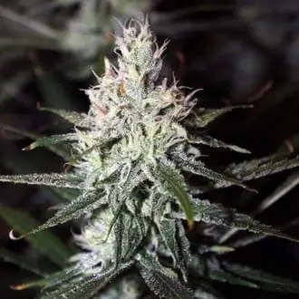 Moonshine Haze cannabis seeds