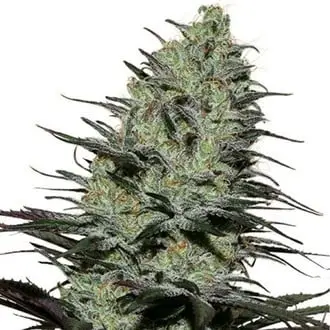 Morpheus cannabis seeds by Buddha Seeds