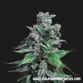 Moscow Blueberry cannabis seeds